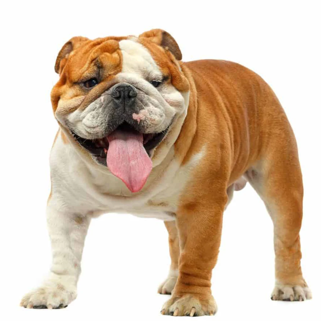 um cão da raça bulldog inglês