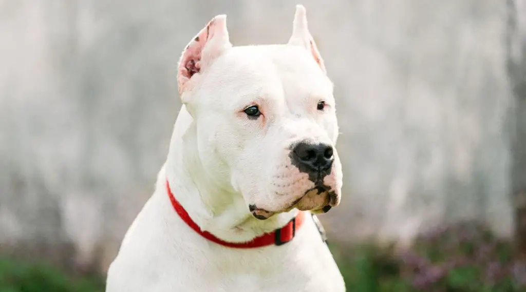 um cachorro da raça dogo argentino sentado.