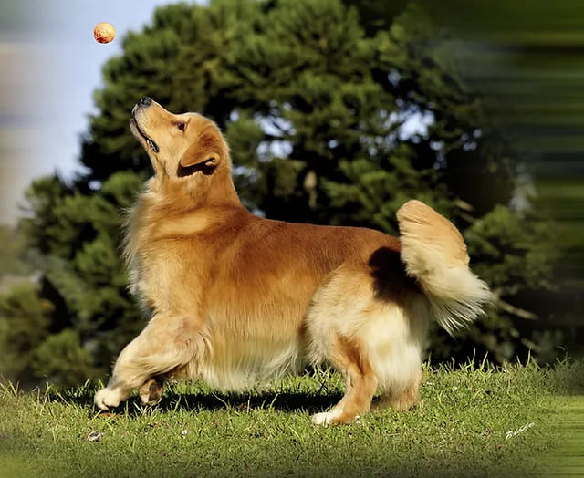 um cachorro da raça golden mais fofo do mundo