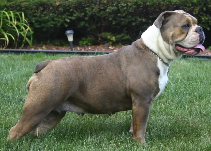 um cachorro da raça Old English Bulldog confundido com um pitbull