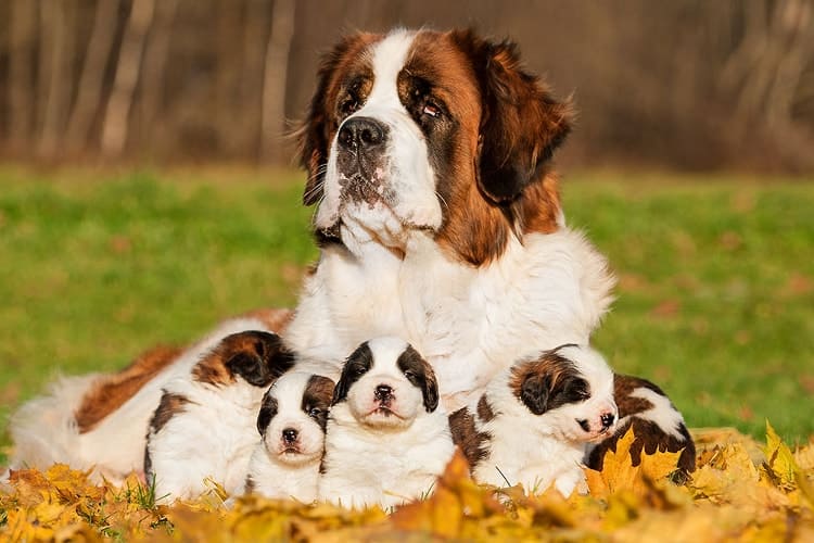 um cachorro da raça são bernardo junto com seus filhotes.