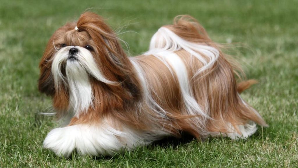 um cachorro da raça Shih Tzu mais fofo do mundo.