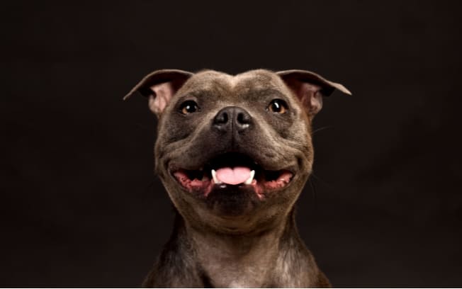 um Staffordshire Bull Terrier feliz