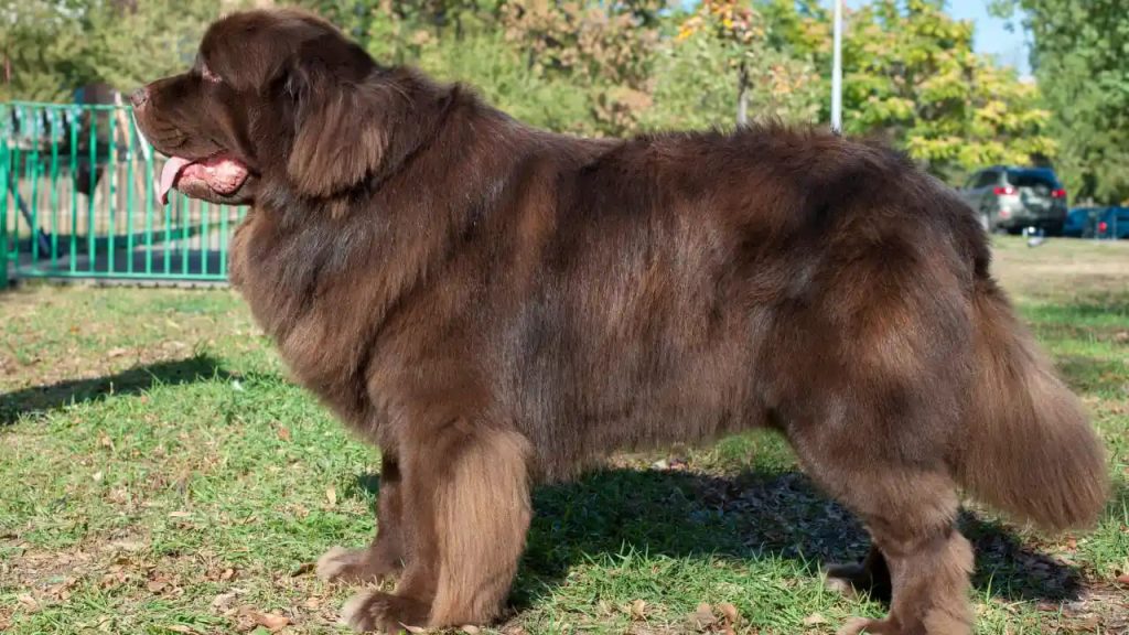 um cachorro da raça terra nova em um gramado grande.