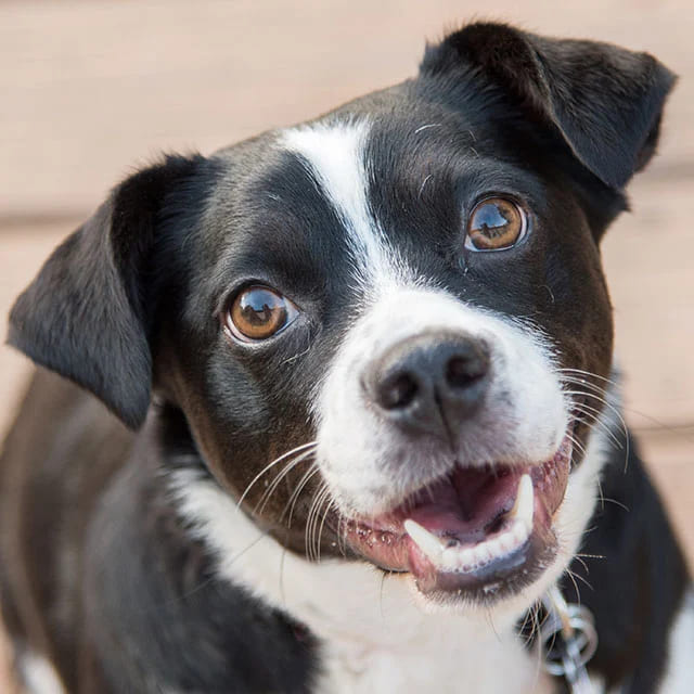 um cachorro vira lata.