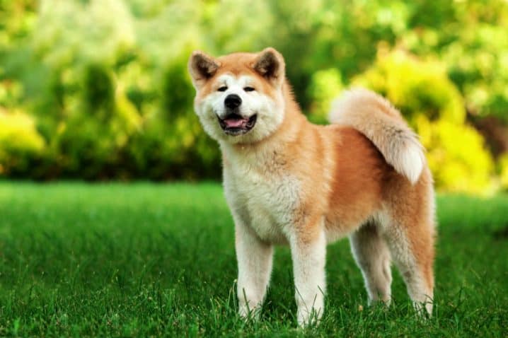 um cachorro da raça akita