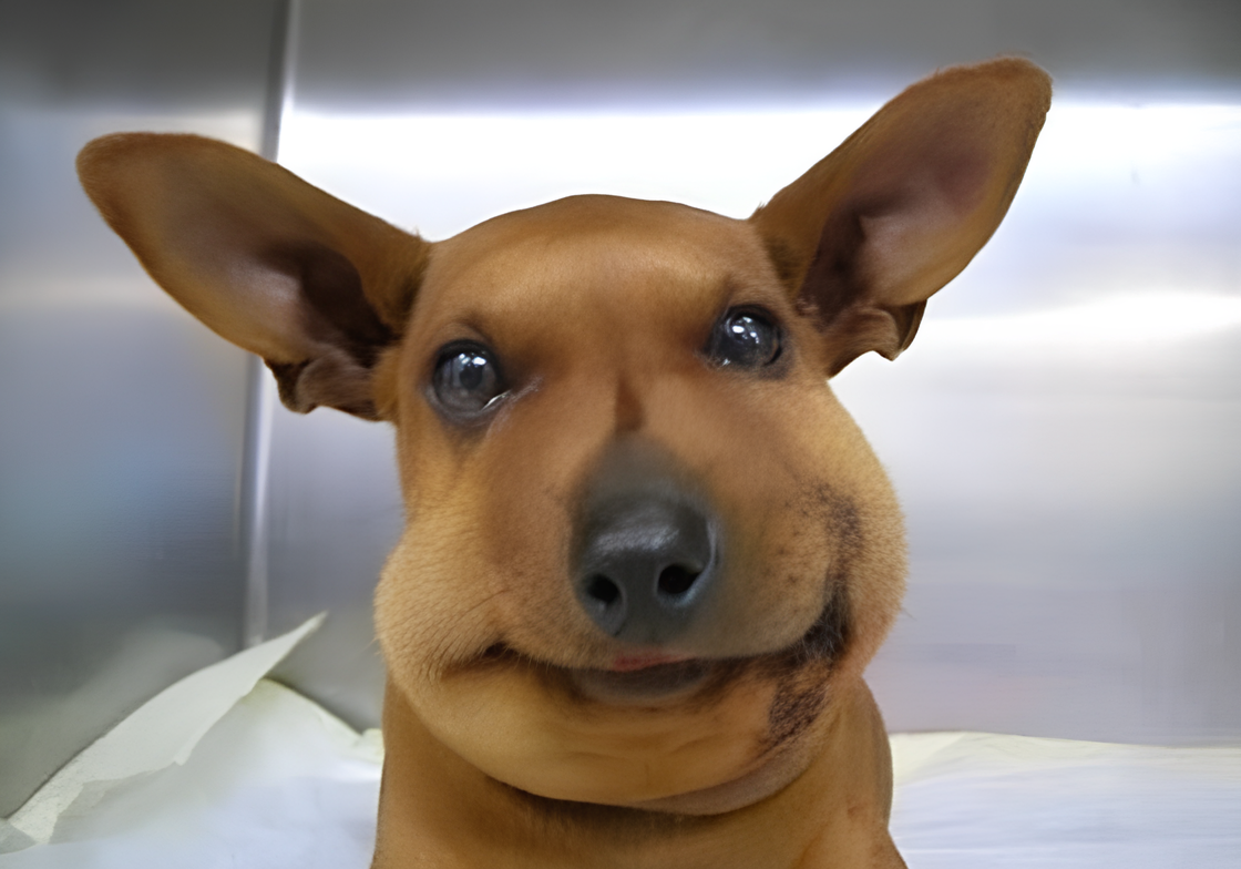 um cachorro inchado porque foi picado por uma abelha.