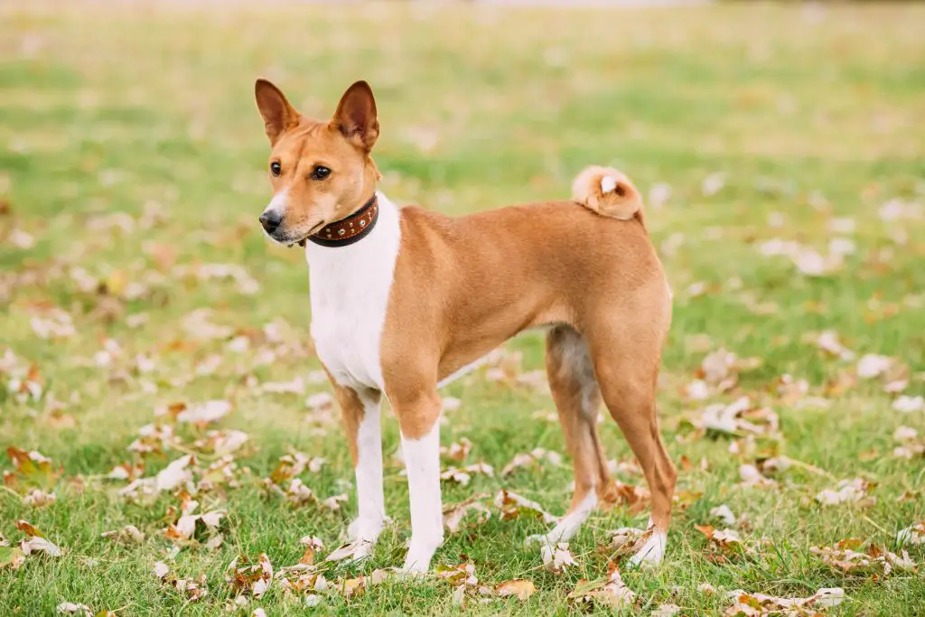 um cão da raça basenji