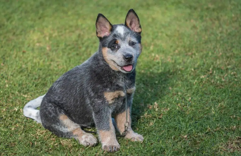 um cão da raça boiadeiro australiano em um gramado.