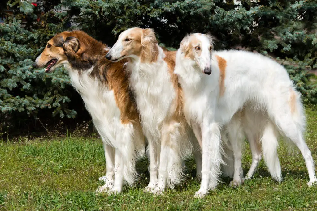 três cães da raça borzoi em um jardim 