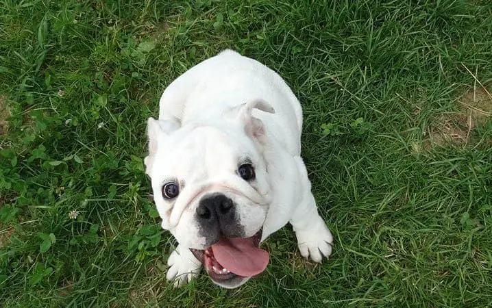 um cachorro em um gramado com problemas de respiração