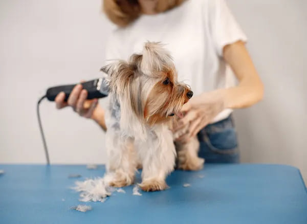 um mulher passando a máquina de cortar pelo em um cachorro.