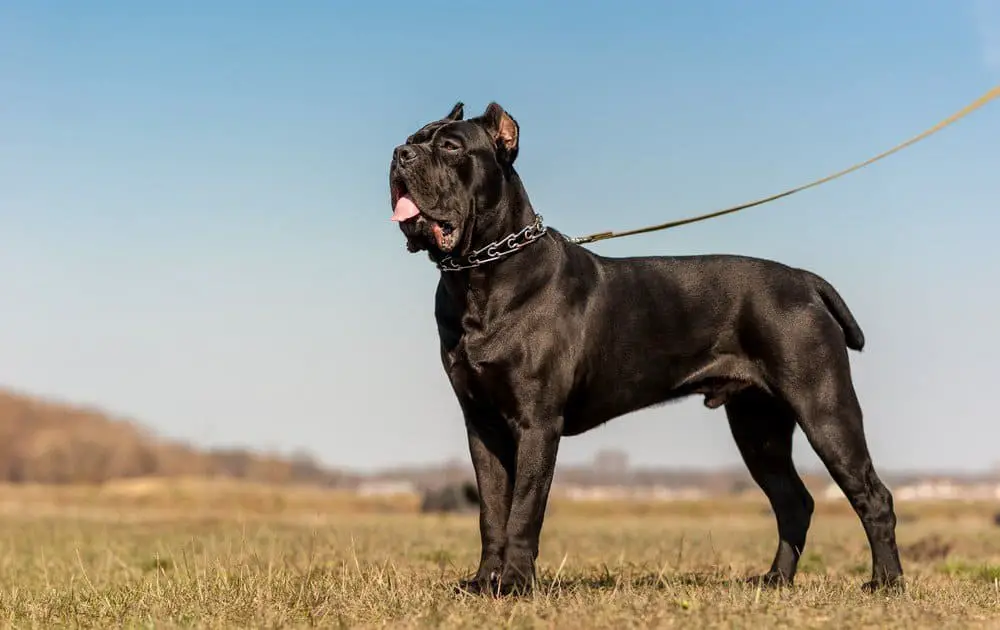 um cachorro da raça Cane Corso