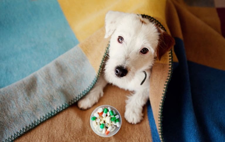 um cachorro sentado ao chão e em frente ele um potinho com vitaminas.