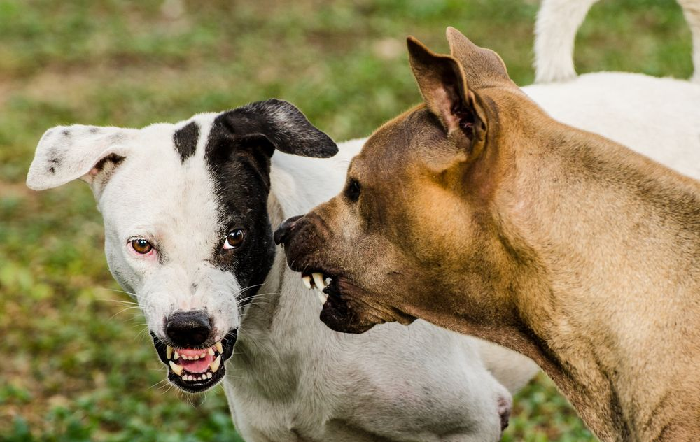 dois cachorros sofrendo ataque entre eles
