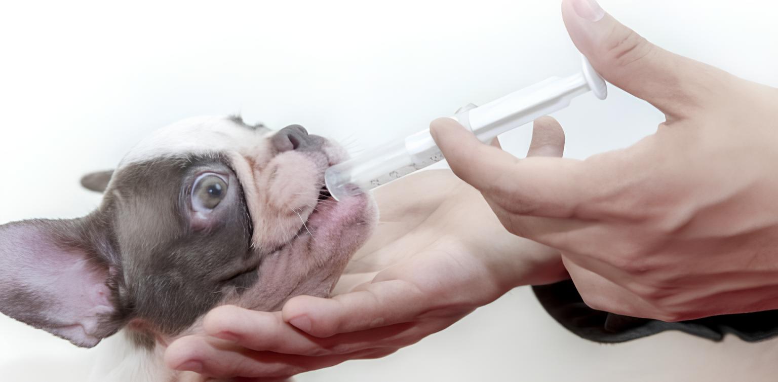 um cachorro recebendo uma seringa com probiótico.