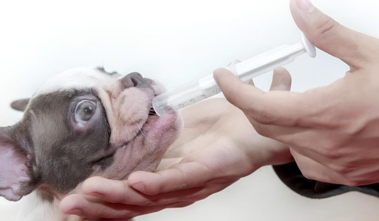 um cachorro tomando uma dose de probiótico em uma seringa.