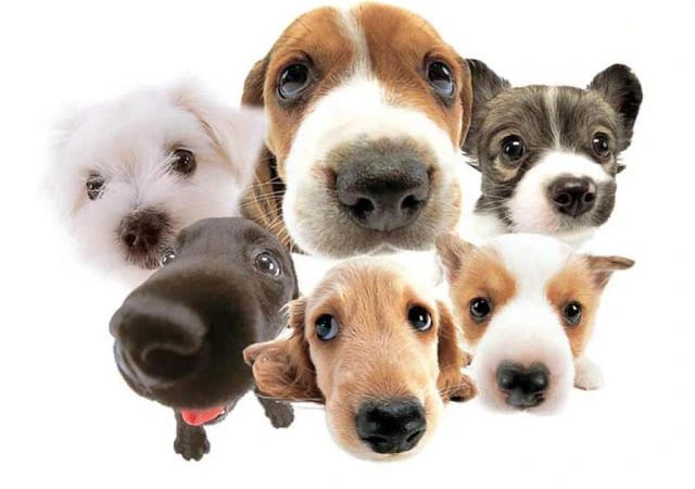 vários cachorros de raças e tamanhos diferentes representando os cães mais fofos do mundo.