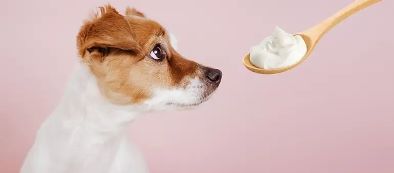um cachorro comendo iogurte de colher