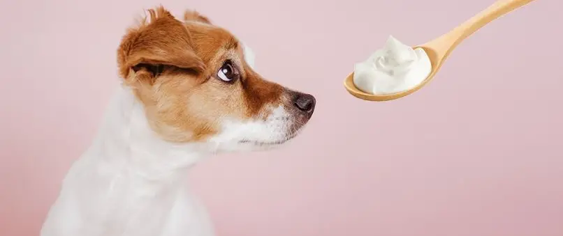 um cachorro comendo iogurte na colher