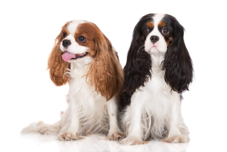 dois cães juntos da raça kinh cherles spaniel