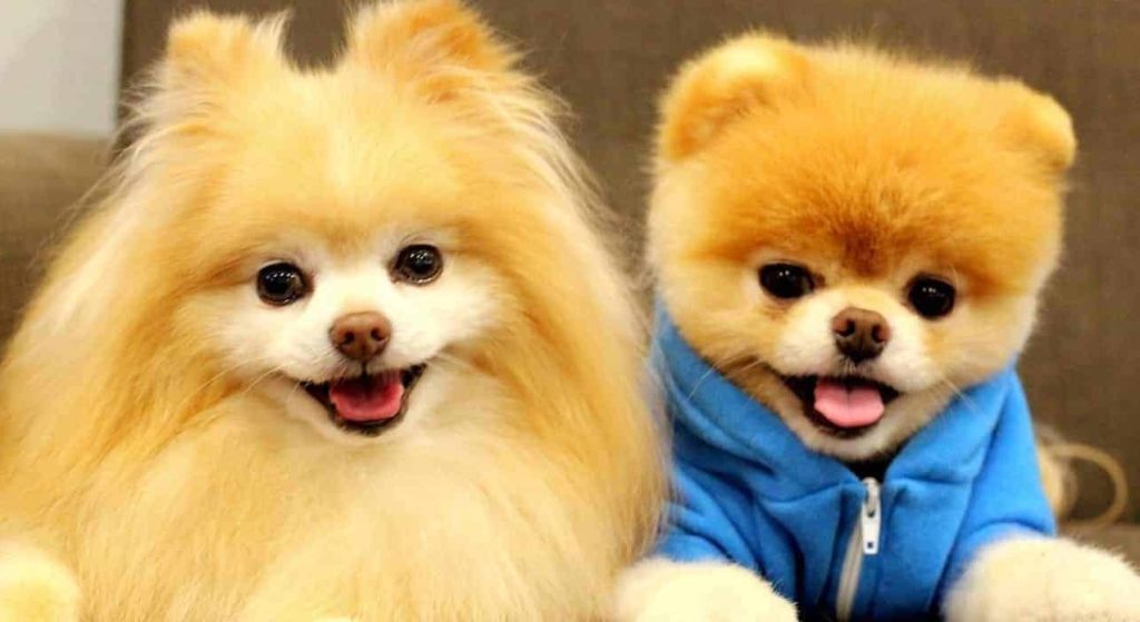 dois cães da raça lulu da pomerânia em primeiro lugas como mais fofos do mundo