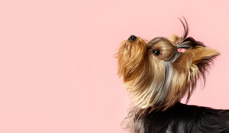 um cachorro da raça Yorkshire.