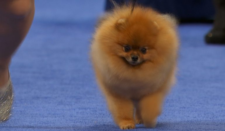 pomeranian-no-NDS-2023