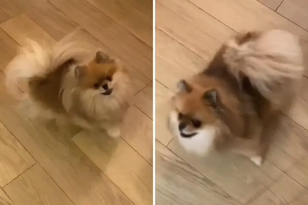 pomeranian-spinning-circles