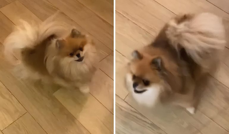 pomeranian-spinning-circles
