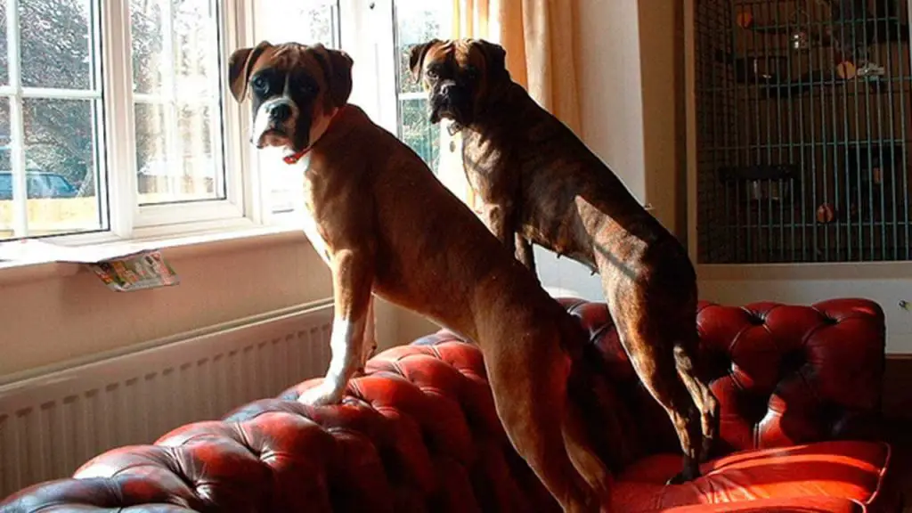 dois cães de porte grande em cima de um sofá olhado para a janela de um apartamento.