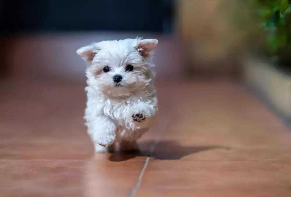 um cachorro de porte pequenos para ter em apartamento