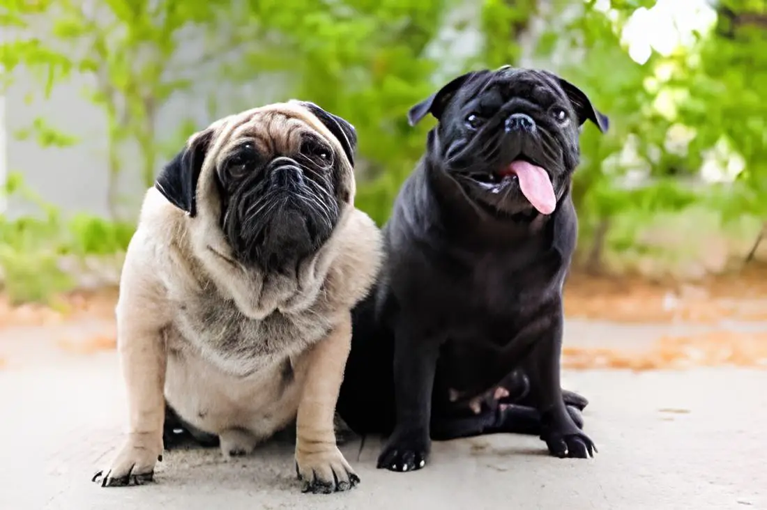 dois cães da raça pug