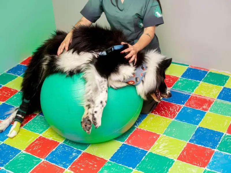 um cachorro em realizando sessão de pilates e fisioterapia.