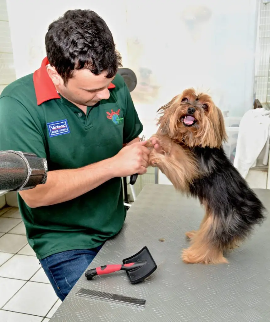 um Yorkshire em um pet shop fazendo serviço de tosa.