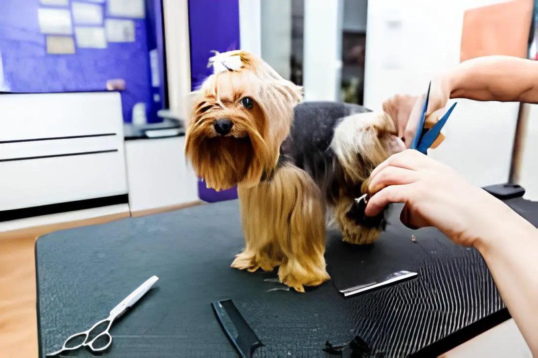 um cachorro em um pet shop cortando e tosando os pelos.