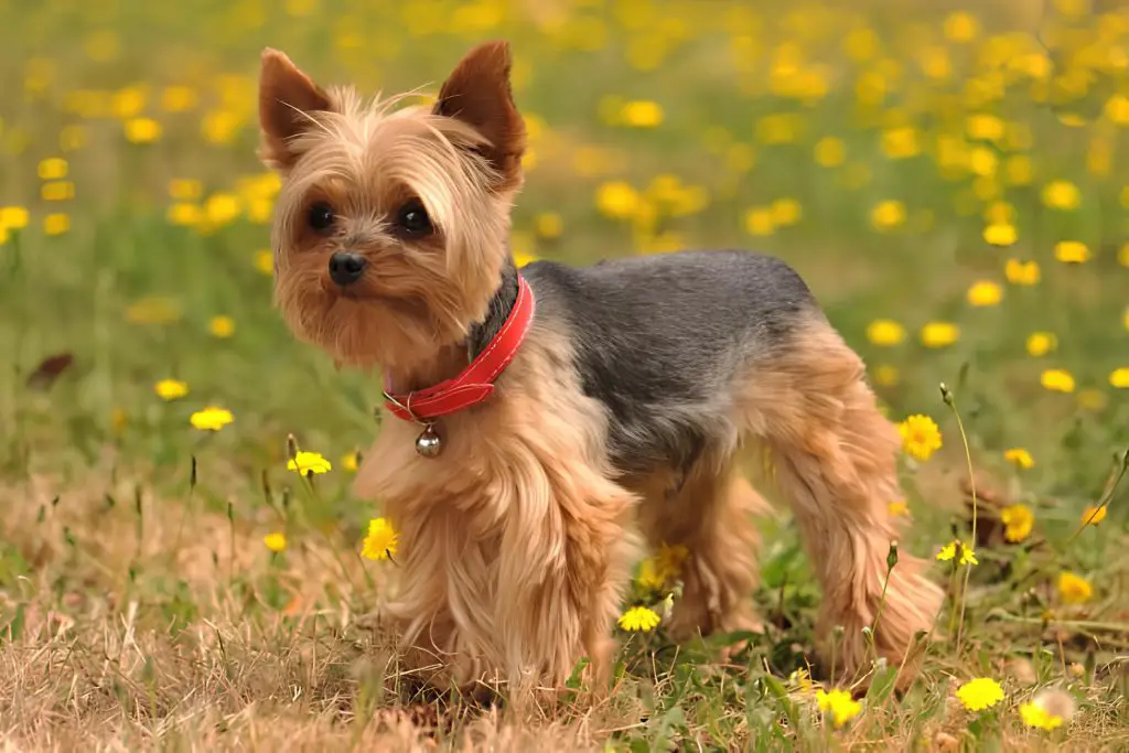 um cachorro passeando em um gramado com flores amarelas.