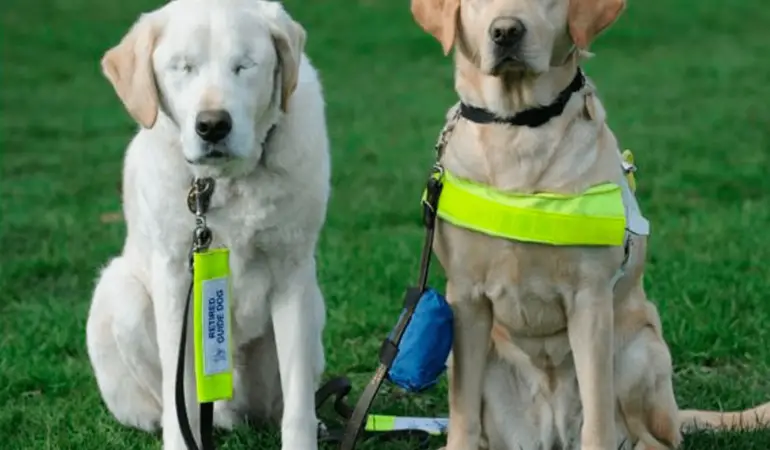 dois cães em um gramado, sendo que um deles tem deficiência visual