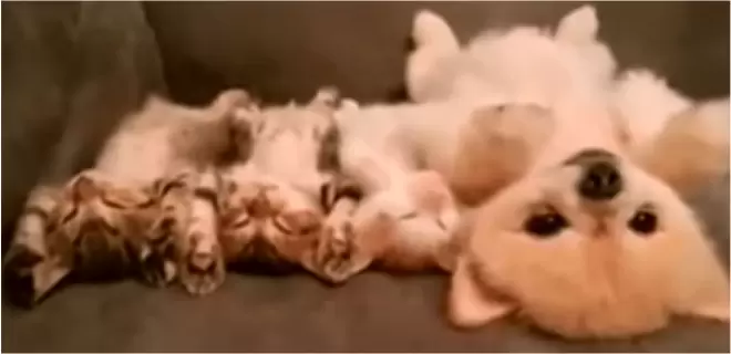 um lulu da pomerânia deitado no sofá com gatinhos.