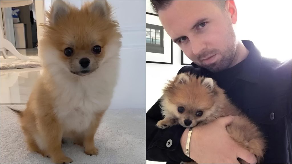 um homem com um lulu da pomerânia no colo.