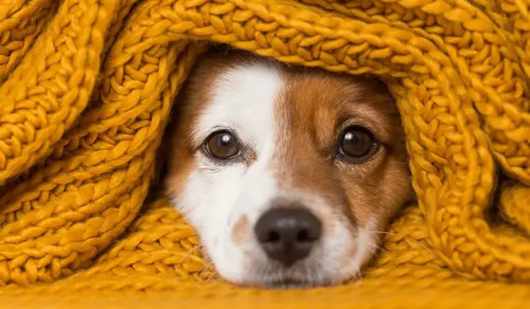 um cachorro enrolado em um cobertor de lã