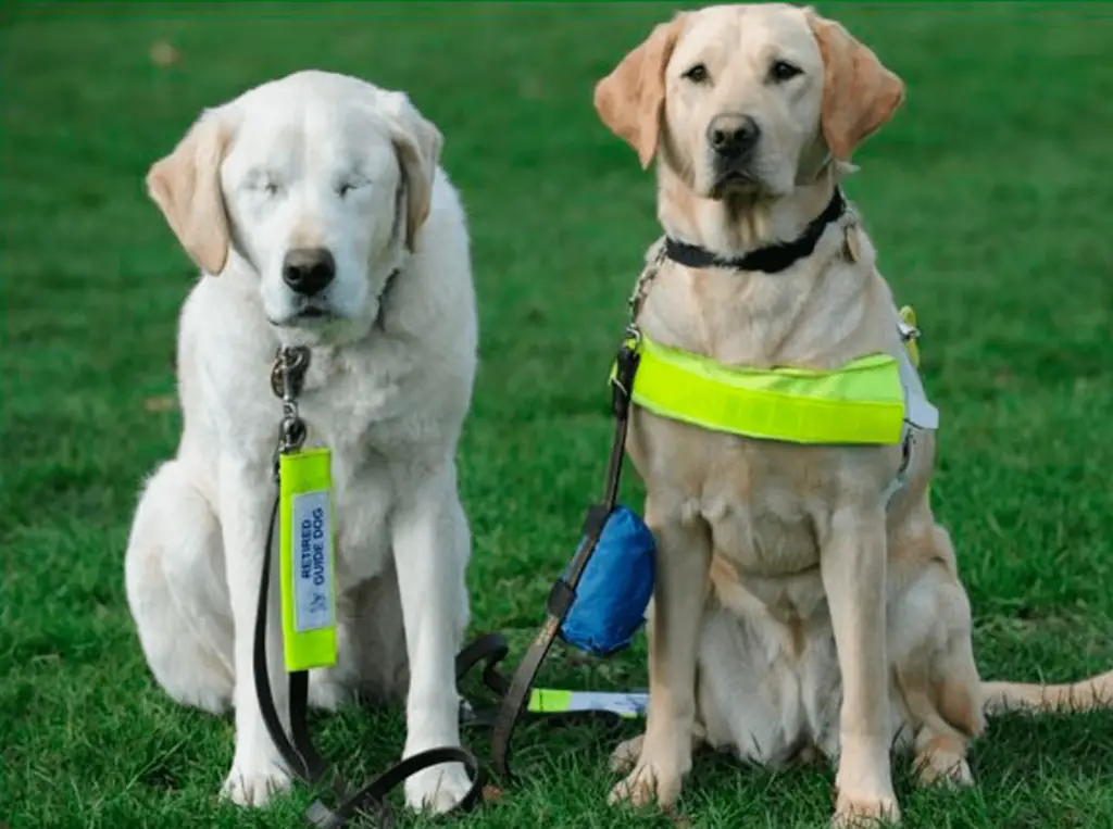 dois cães sentado em um gramado, um deles tem deficiência visual.