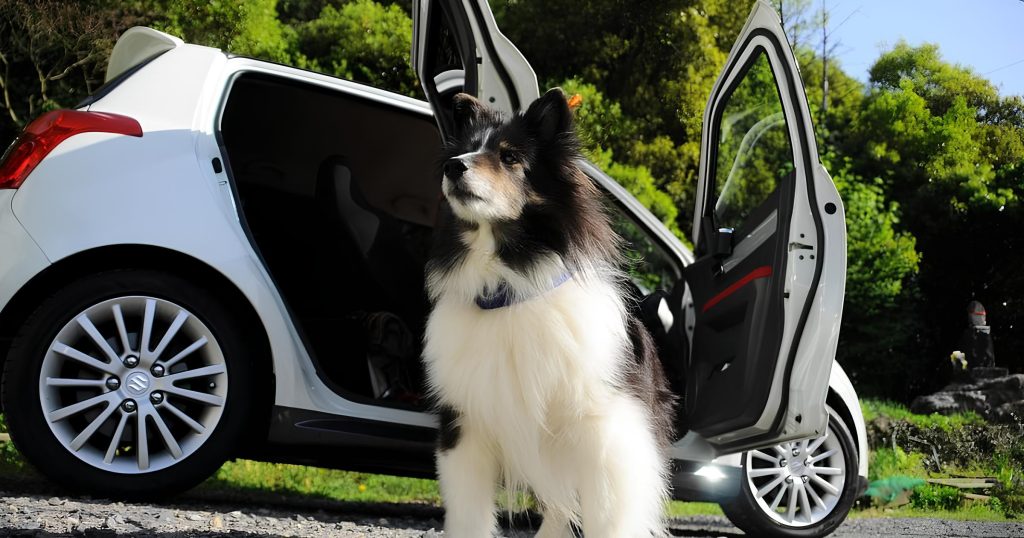 um cachorro sentado para lado de fora de um carro que esta com as portas abertas.