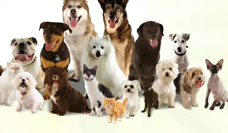 vários cachorros juntos de raças e tamanhos diferentes.