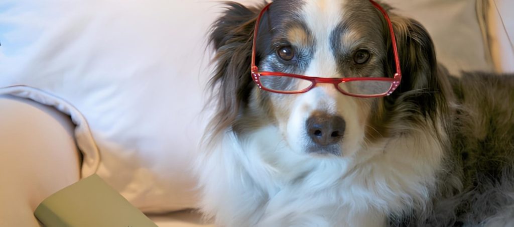 um cachorro idoso deitado usando um óculos de grau vermelho.