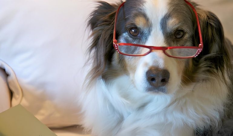 um cachorro idoso deitado usando um óculos de grau na cor vermelha.