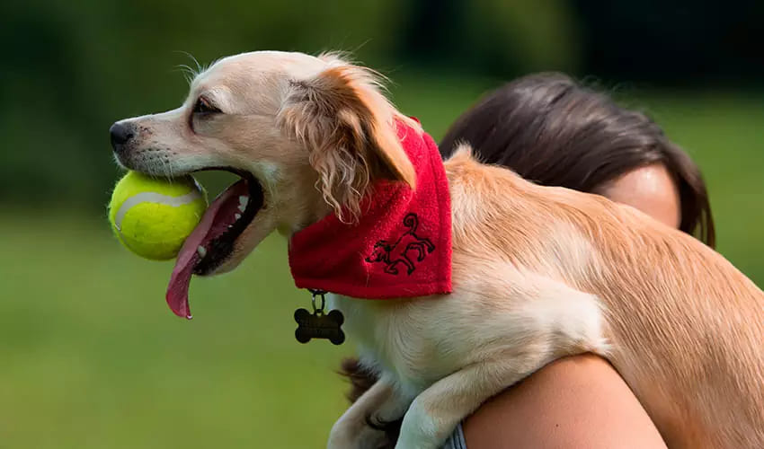 um cachorro sendo segurado no colo por sua tutora e ele esta com uma bolinha de tênis na boca