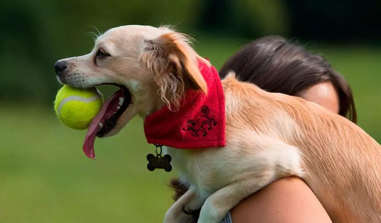 um cachorro com uma bolinha de tênis na boca, ele esta no colo de sua tutora.