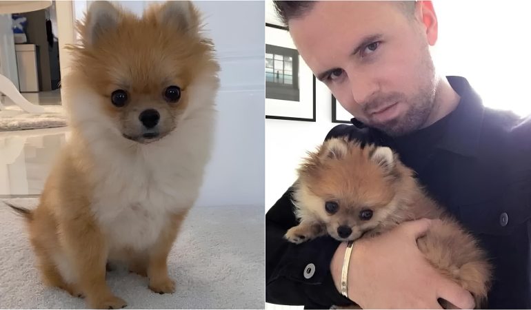 um lulu da pomerânia no colo do seu tutor.