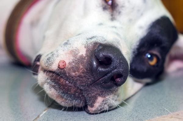 um cachorro deitado com uma verruga no focinho.